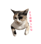 三毛猫illy（個別スタンプ：7）