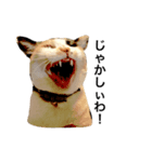 三毛猫illy（個別スタンプ：8）