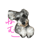 ミニチュアシュナウザー ふゆみ（個別スタンプ：2）