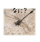 天然色のトンボ（個別スタンプ：10）
