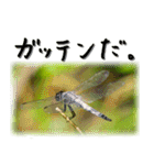 天然色のトンボ（個別スタンプ：13）