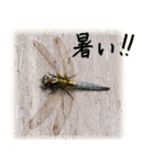 天然色のトンボ（個別スタンプ：18）