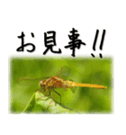 天然色のトンボ（個別スタンプ：21）
