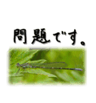 天然色のトンボ（個別スタンプ：23）
