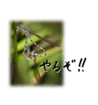 天然色のトンボ（個別スタンプ：34）