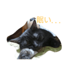 くろねこ＆みけねこスタンプ（個別スタンプ：1）