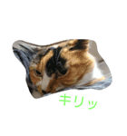 くろねこ＆みけねこスタンプ（個別スタンプ：2）