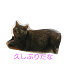 くろねこ＆みけねこスタンプ（個別スタンプ：5）