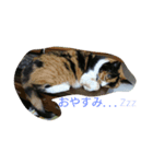くろねこ＆みけねこスタンプ（個別スタンプ：6）