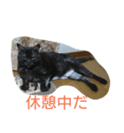 くろねこ＆みけねこスタンプ（個別スタンプ：7）