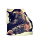 ウチの可愛い黒猫クロ（個別スタンプ：4）