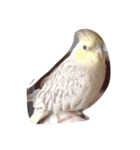 可愛い鳥です。（個別スタンプ：5）