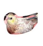 可愛い鳥です。（個別スタンプ：8）