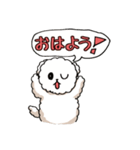 ビションフリーゼ コロ＆マル（個別スタンプ：1）
