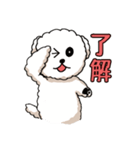 ビションフリーゼ コロ＆マル（個別スタンプ：3）