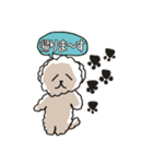 ビションフリーゼ コロ＆マル（個別スタンプ：8）