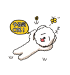 ビションフリーゼ コロ＆マル（個別スタンプ：13）