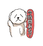 ビションフリーゼ コロ＆マル（個別スタンプ：31）