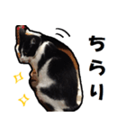 目力のある猫（個別スタンプ：26）