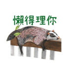 Hey！ Animals got something to say！（個別スタンプ：7）
