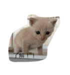 ミルクティー（個別スタンプ：10）