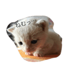 ミルクティー（個別スタンプ：13）