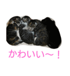 親子猫にゃんず（個別スタンプ：11）