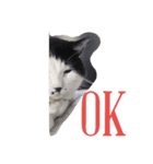 我が家のねこたち（個別スタンプ：1）