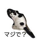 我が家のねこたち（個別スタンプ：3）