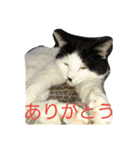 我が家のねこたち（個別スタンプ：4）