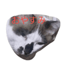 我が家のねこたち（個別スタンプ：6）