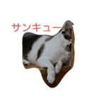 我が家のねこたち（個別スタンプ：8）