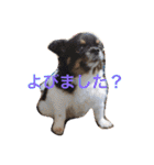 チワワの鉄男くん（個別スタンプ：1）