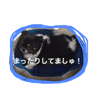 チワワの鉄男くん（個別スタンプ：2）