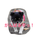 チワワの鉄男くん（個別スタンプ：7）