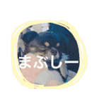 チワワの鉄男くん（個別スタンプ：8）