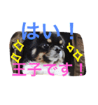 チワワの鉄男くん（個別スタンプ：9）
