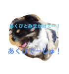 チワワの鉄男くん（個別スタンプ：11）