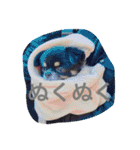チワワの鉄男くん（個別スタンプ：14）