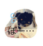 チワワの鉄男くん（個別スタンプ：15）