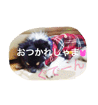 チワワの鉄男くん（個別スタンプ：18）