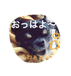 チワワの鉄男くん（個別スタンプ：19）