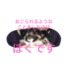 チワワの鉄男くん（個別スタンプ：20）