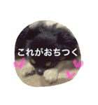 チワワの鉄男くん（個別スタンプ：23）