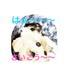 チワワの鉄男くん（個別スタンプ：24）