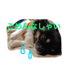 チワワの鉄男くん（個別スタンプ：25）