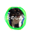 チワワの鉄男くん（個別スタンプ：26）