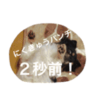 チワワの鉄男くん（個別スタンプ：28）