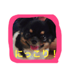 チワワの鉄男くん（個別スタンプ：29）