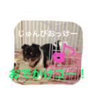 チワワの鉄男くん（個別スタンプ：30）